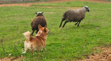 Dog chasing sheep