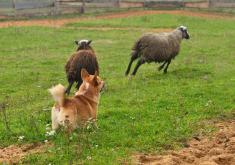 Dog chasing sheep